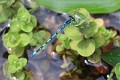 IMG_1033 Coenagrion mercuriale male